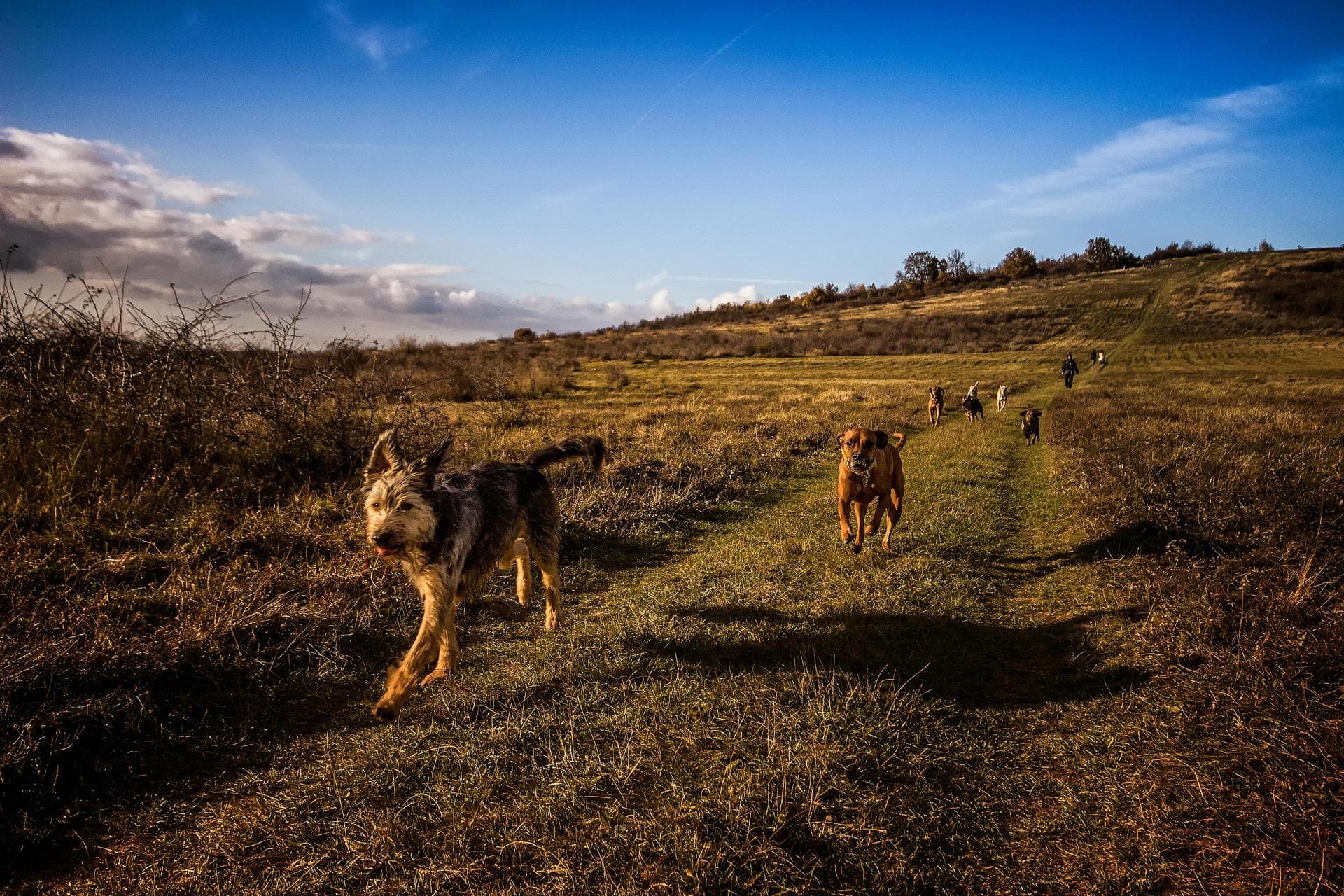 Best Vets in Suffolk
