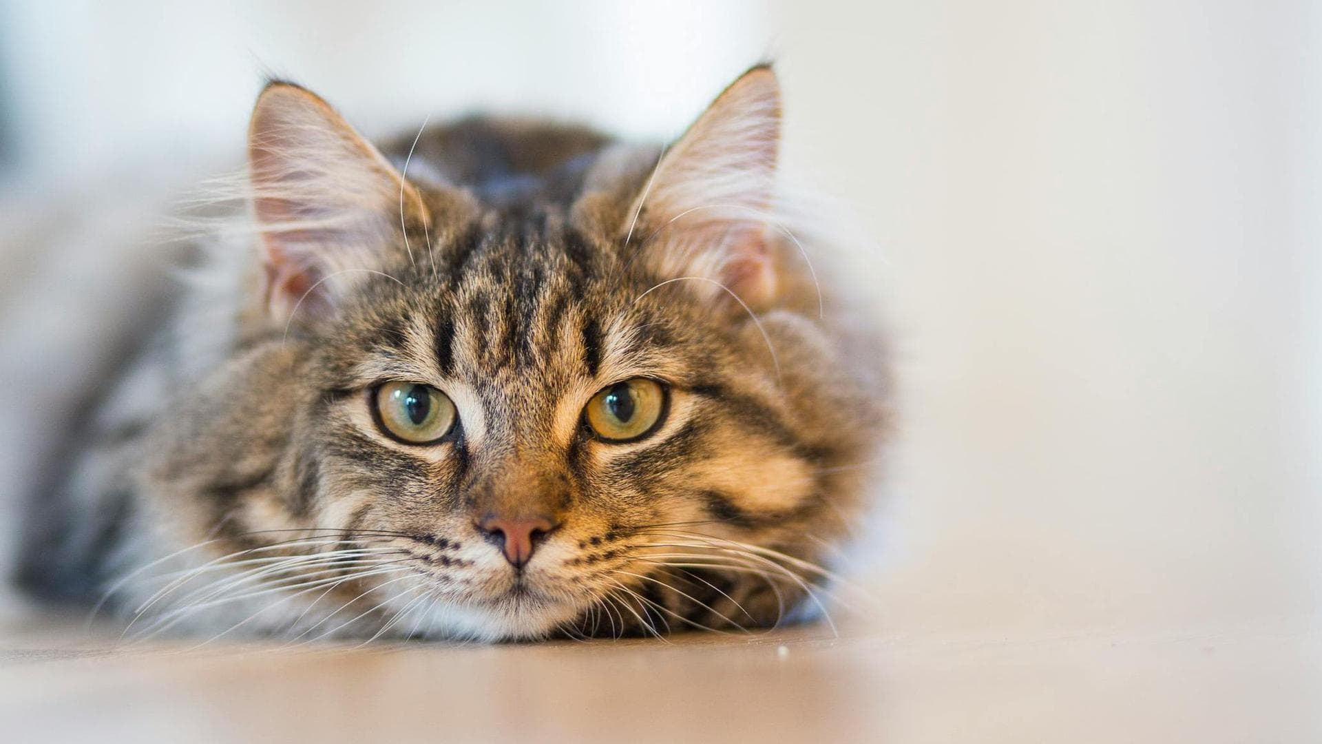 Emergency vets in Suffolk